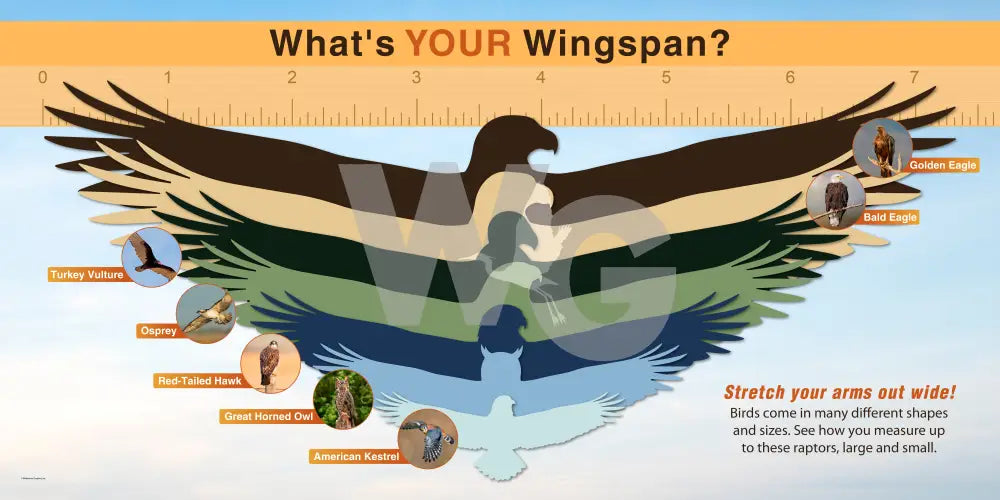 An educational wingspan measurement chart titled 'What's YOUR Wingspan?' showing a large layered bird silhouette with a ruler across the top and labeled bird species callouts around the wings. It includes text instructions on how to measure and compare bird wing spans.