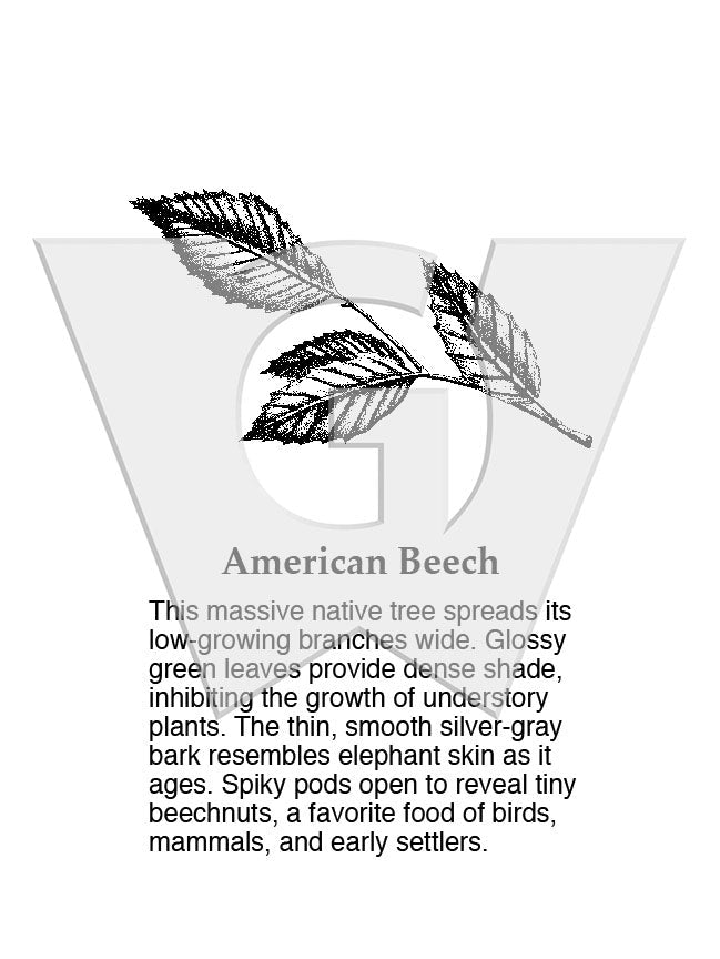 American Beech