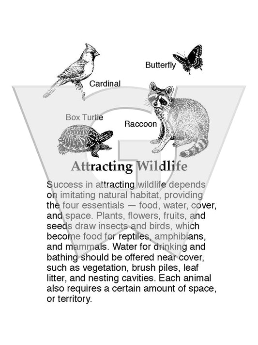 Attracting Wildlife
