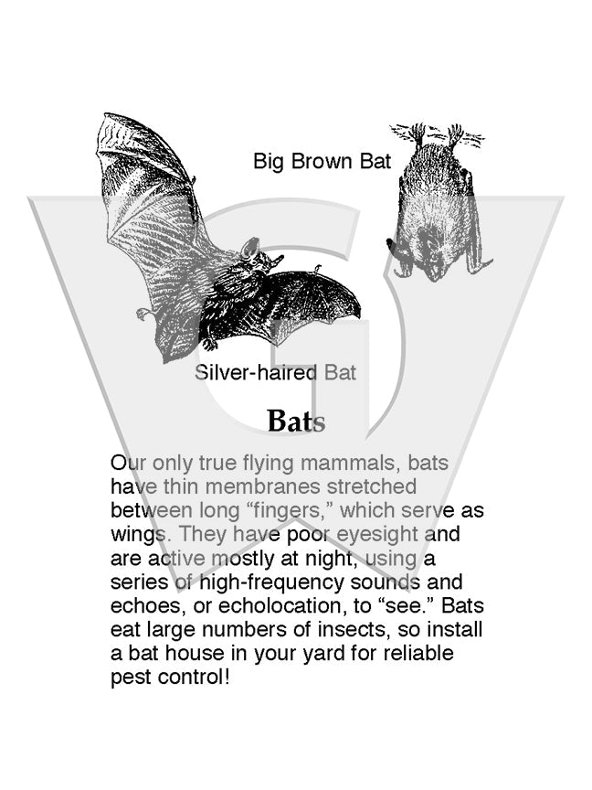 Bats Sign – Wilderness Graphics, Inc.