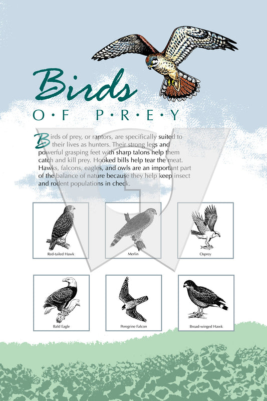 An interpretive sign about the birds of prey in your area.
