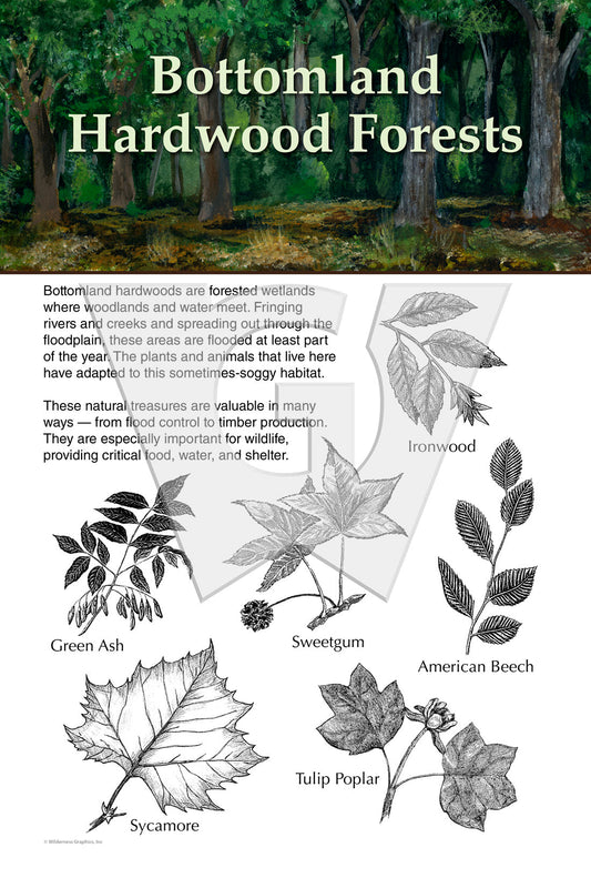 An interpretive sign featuring a guide to Bottomland Hardwood Forests, with illustrations of various trees and forest floor vegetation.