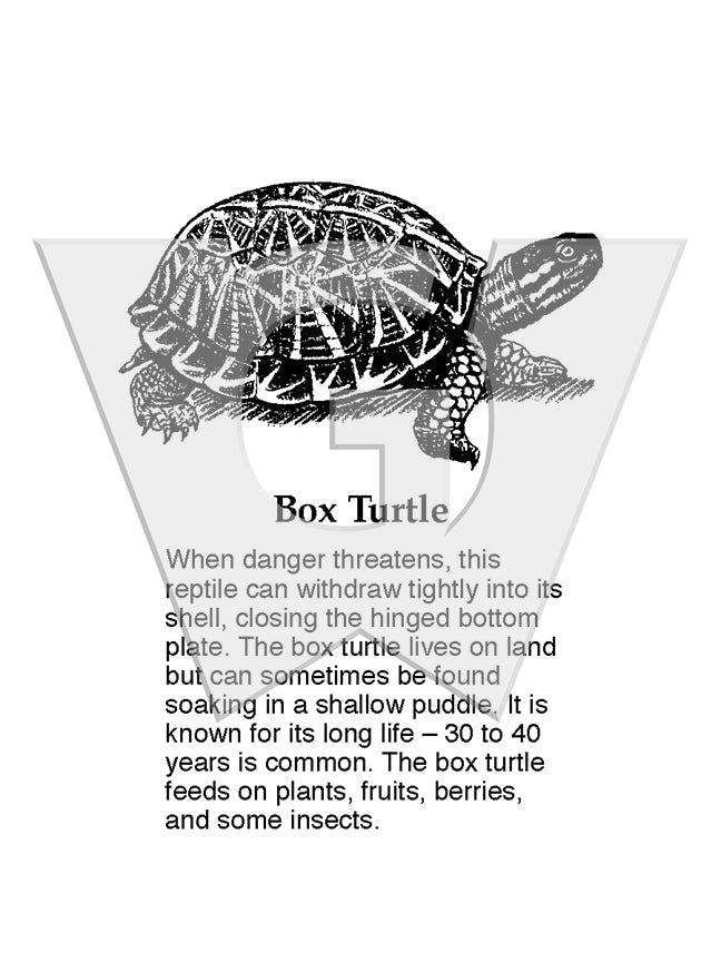 Box Turtle Sign – Wilderness Graphics, Inc.
