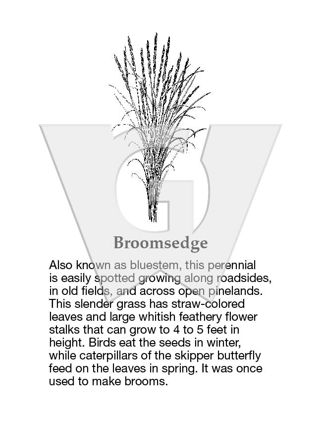 Broomsedge
