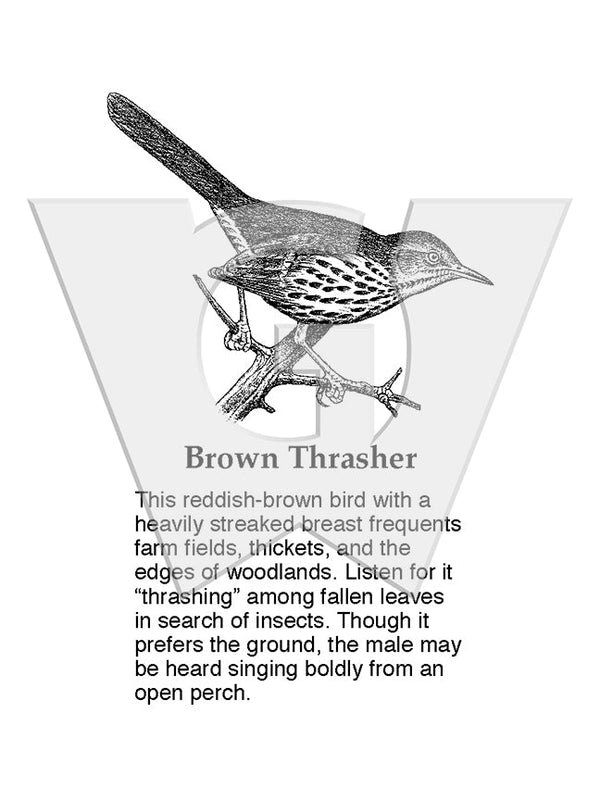 Brown Thrasher Wilderness Graphics, Inc.
