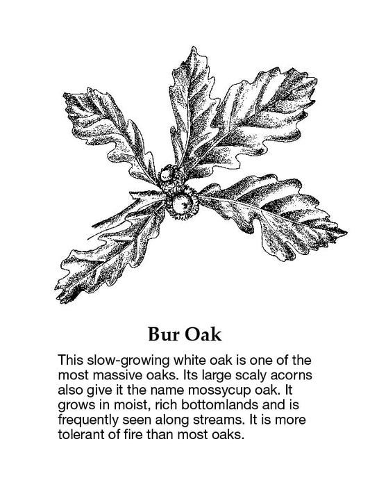 Bur Oak