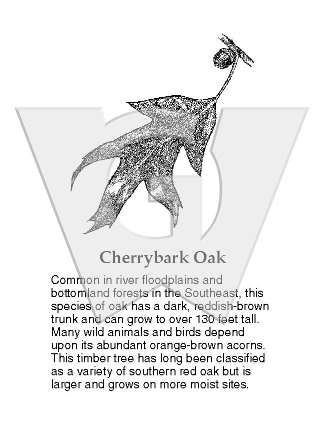 Cherrybark Oak
