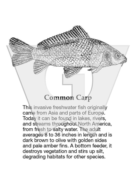 Common Carp Sign