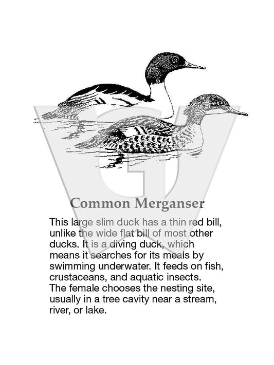 Common Merganser Sign
