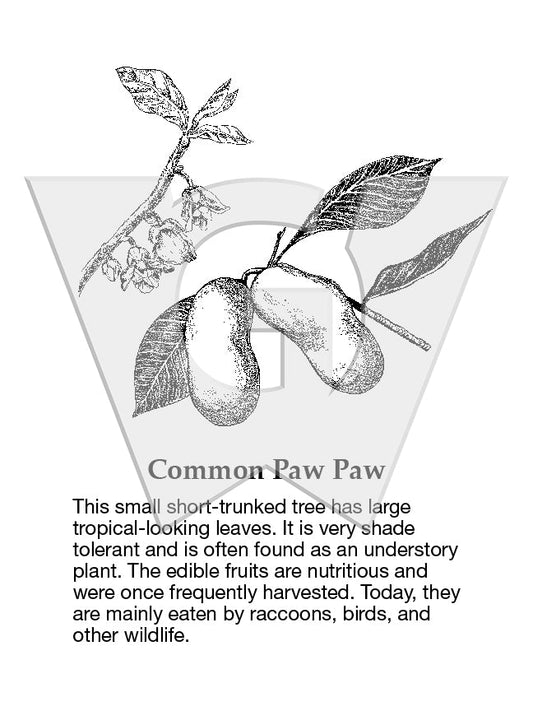 Coco Plum