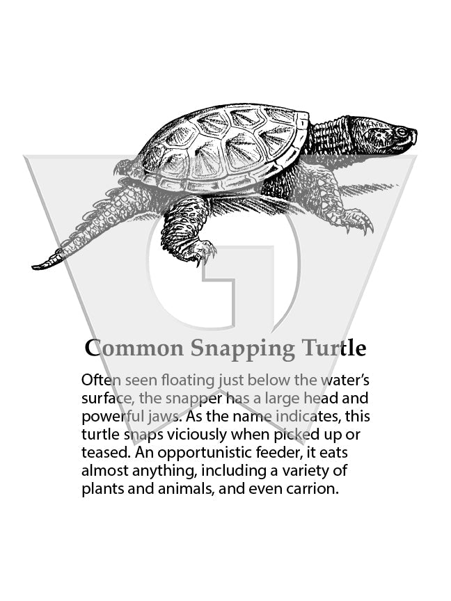 Common Snapping Turtle Sign – Wilderness Graphics, Inc.