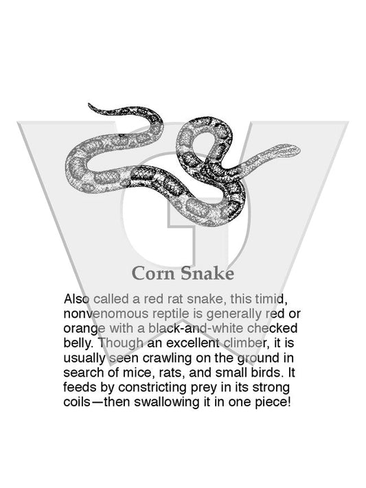 Corn Snake Sign