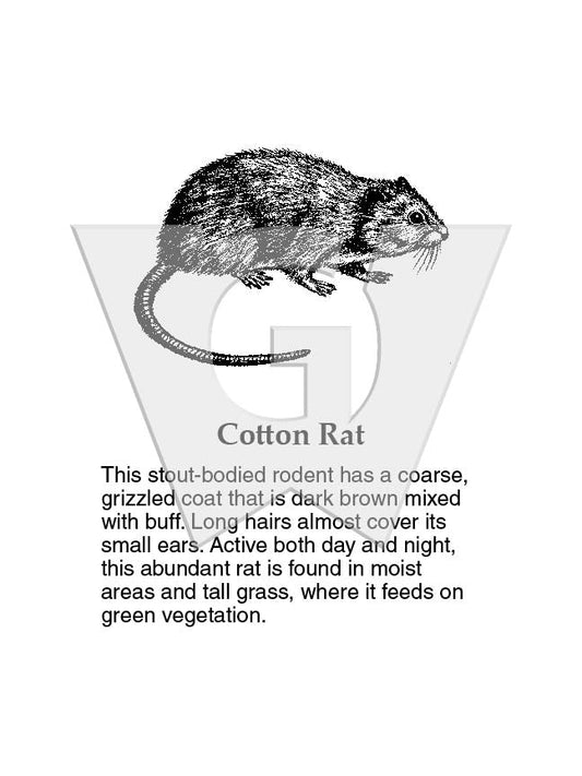 Cotton Rat Sign