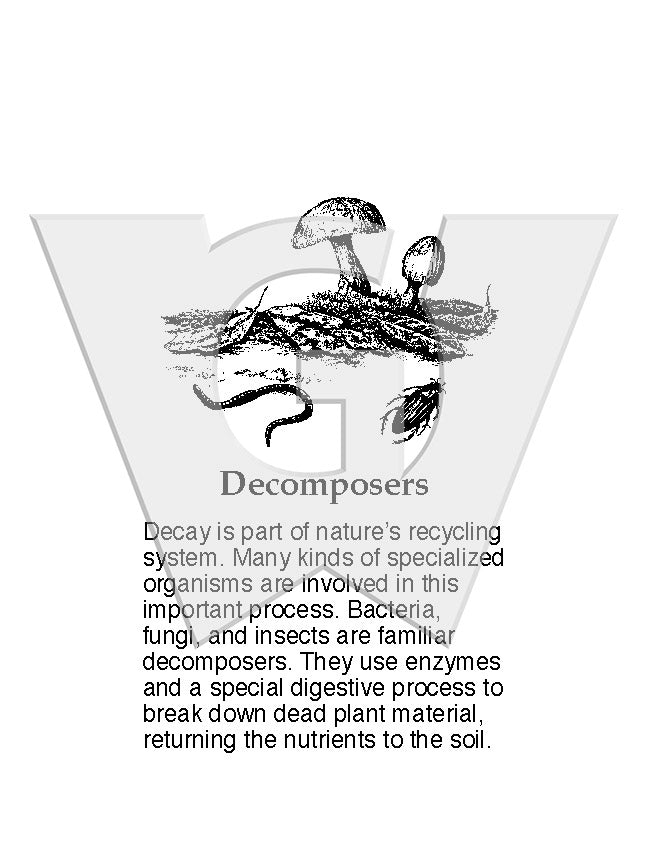 Decomposers Drawing