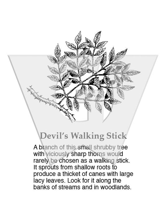 Devil’s Walking Stick