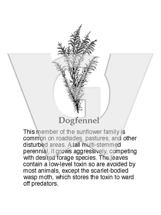 Dog Fennel