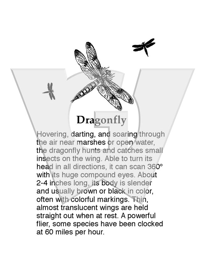Dragonfly Sign Radiology Dragonfly Sign – Wilderness Graphics, Inc.