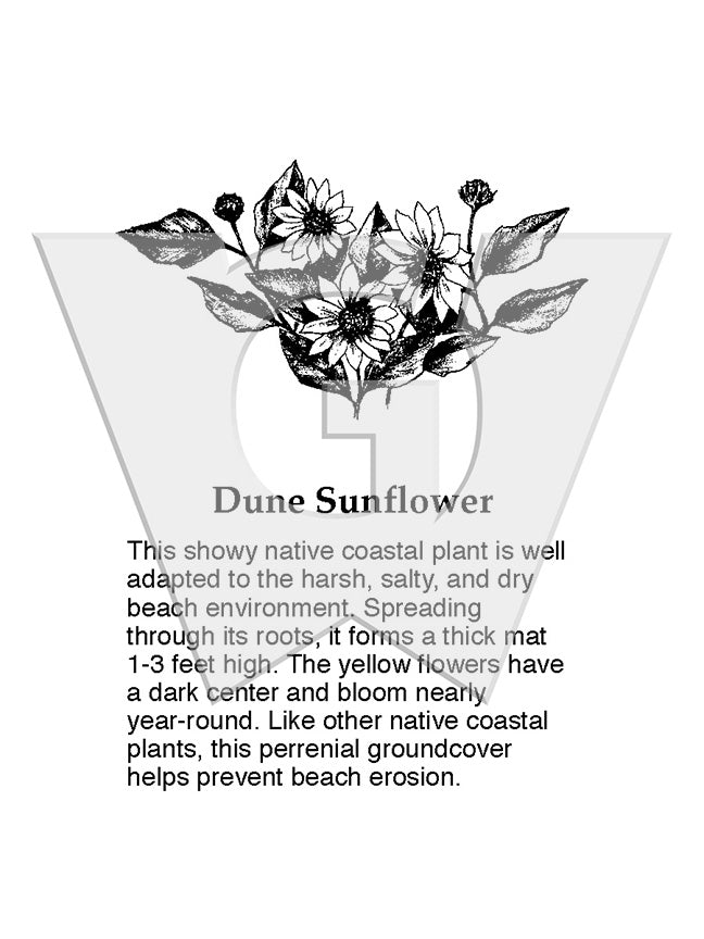 Dune Sunflower