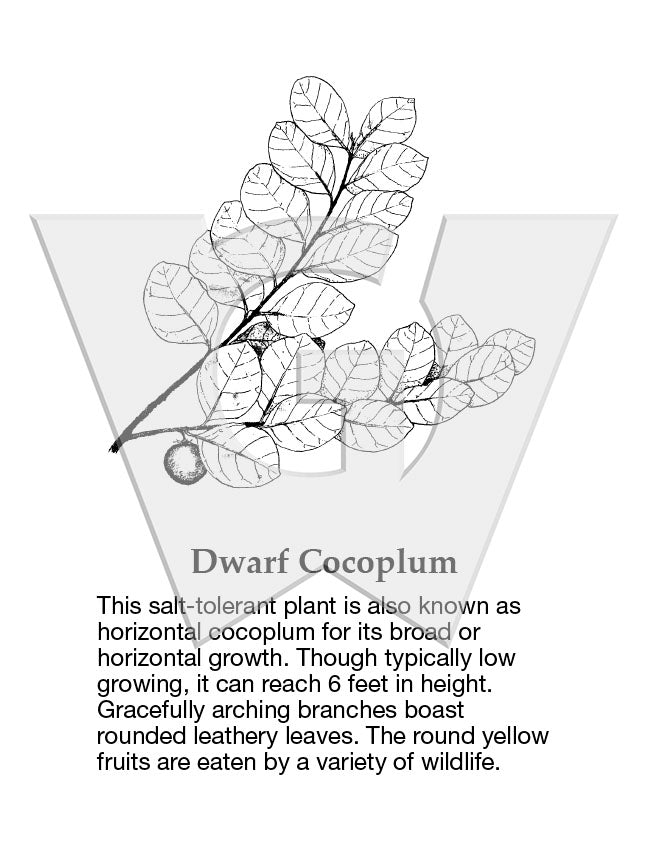 Dwarf Cocoplum