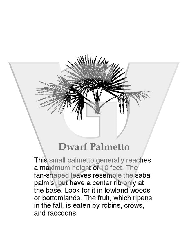 Dwarf Palmetto
