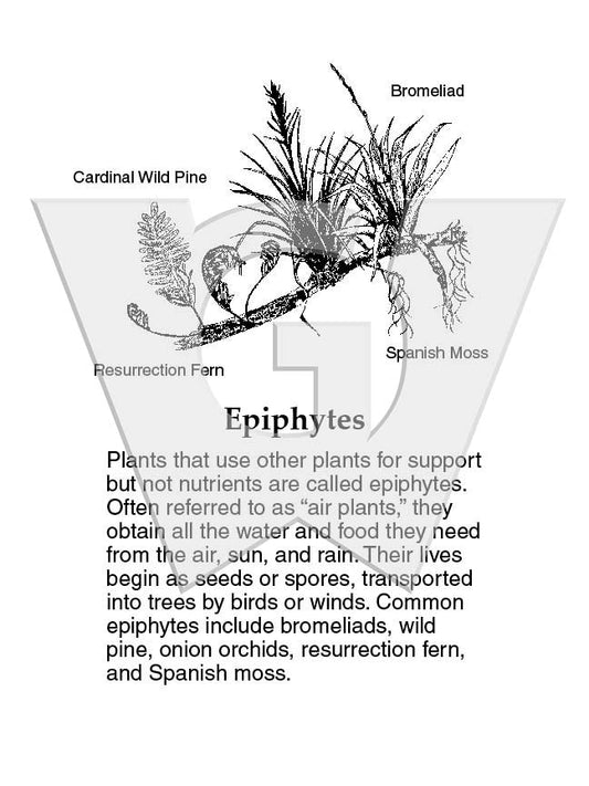Epiphytes