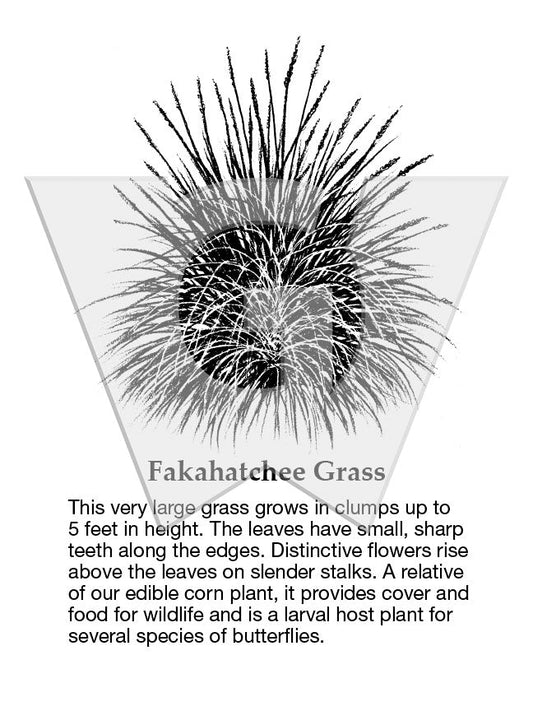 Fakahatchee Grass