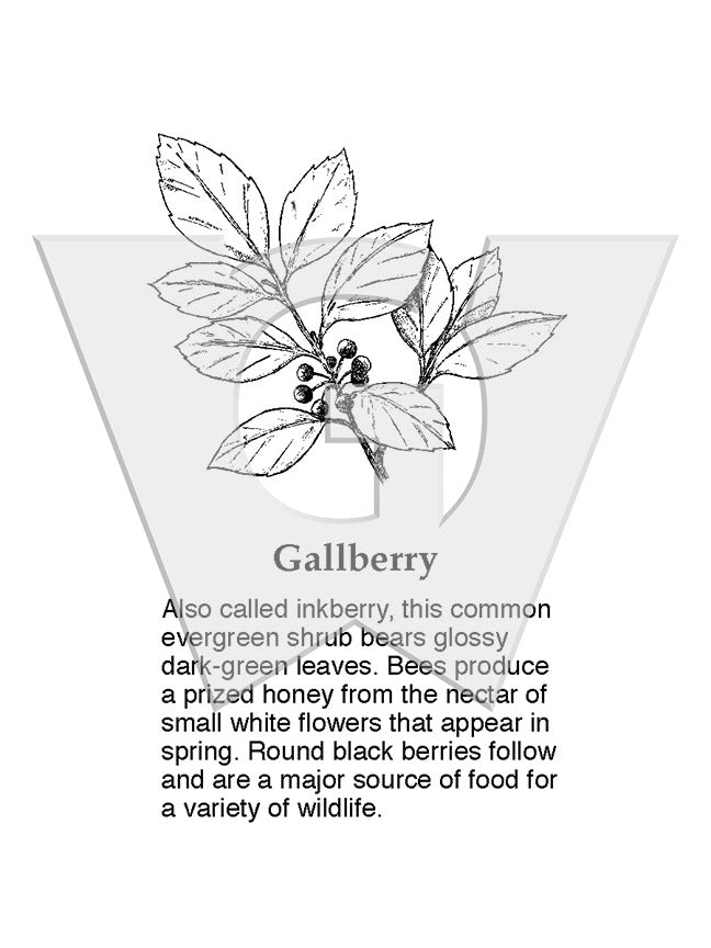 Gallberry