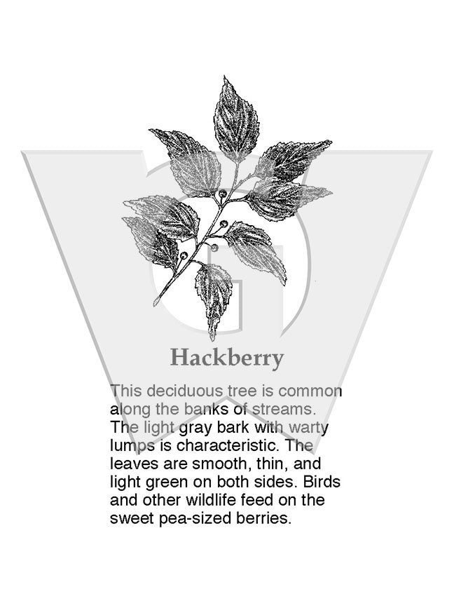 Hackberry Tree Insect Signs Hackberry – Wilderness Graphics, Inc.