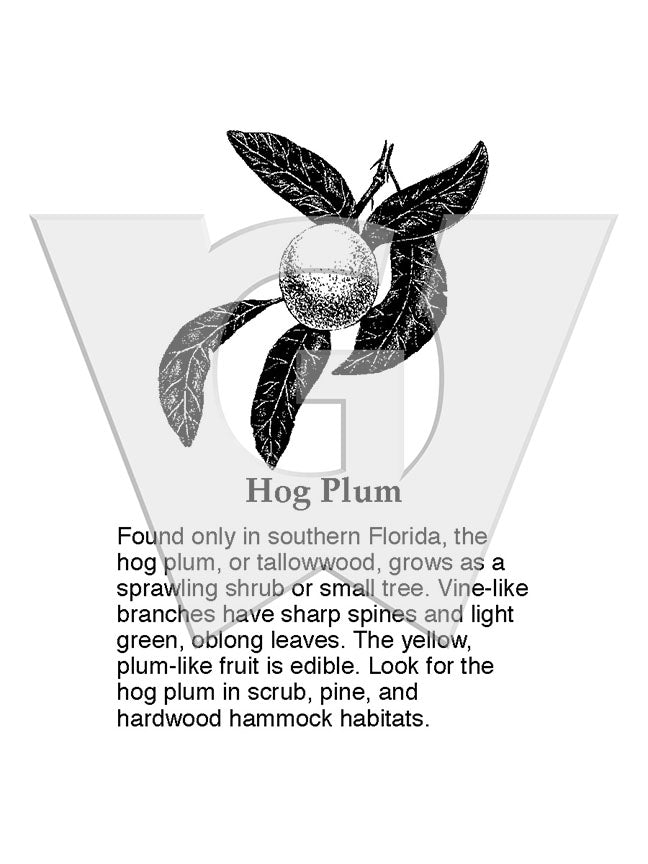 Hog Plum