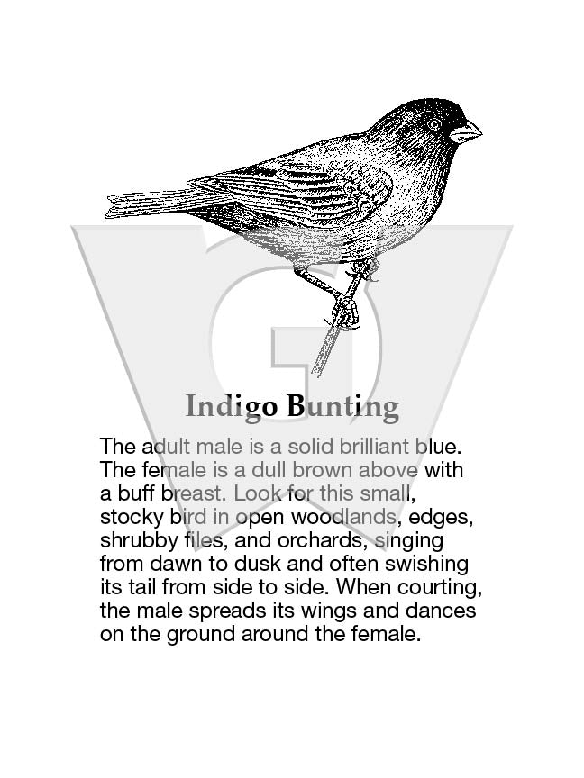 Indigo Bunting Sign – Wilderness Graphics, Inc.