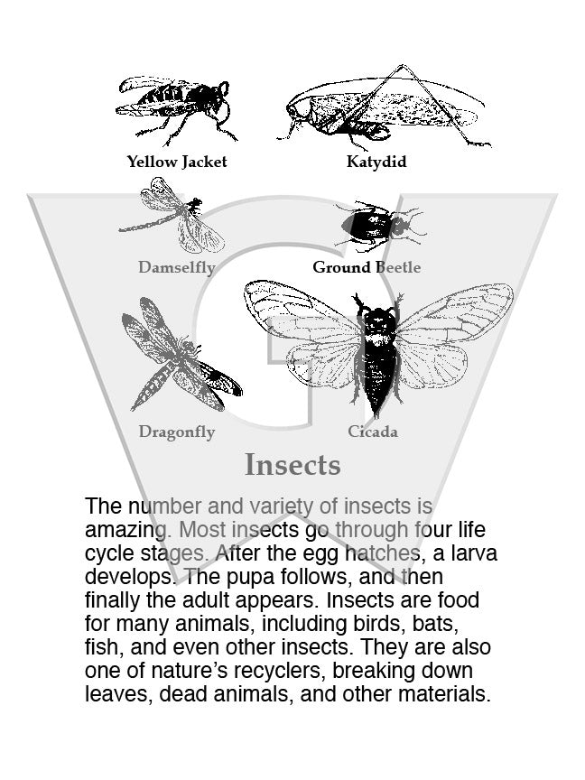 Insect Sign Insect Galls Sign – Wilderness Graphics, Inc.