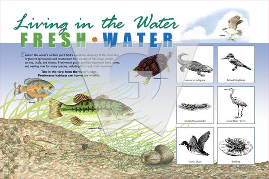 An interpretive sign featuring various freshwater fish and aquatic animals with descriptive text.