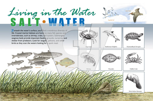 An interpretive sign that showcases the diversity of life in salt water.