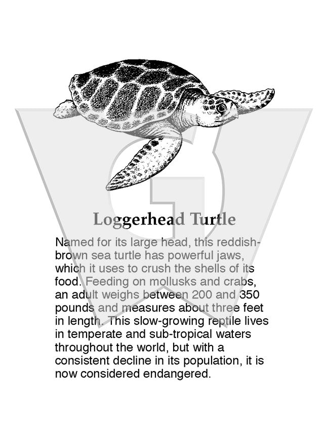 Color Riff Loggerhead Loggerhead Turtle Sign – Wilderness Graphics, Inc.