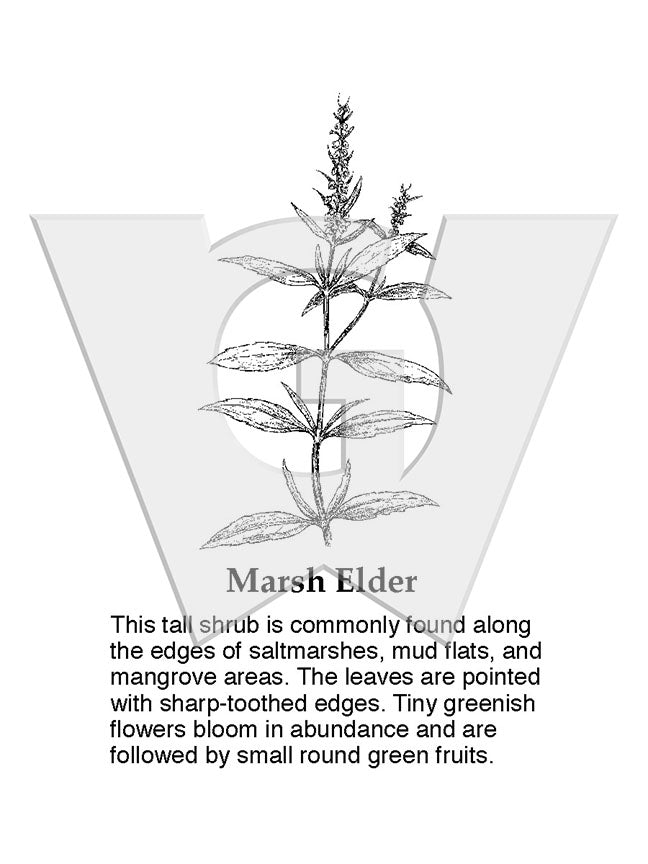 Marsh Elder