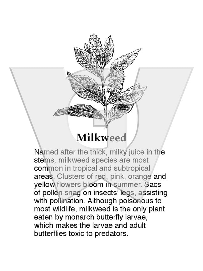 Milkweed