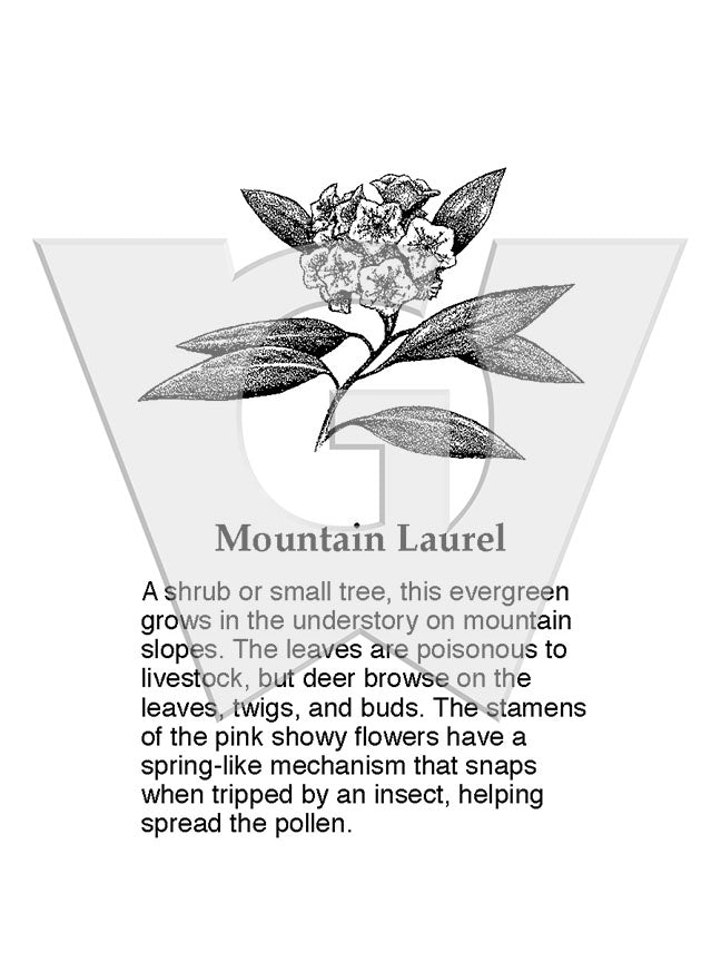 Mountain Laurel