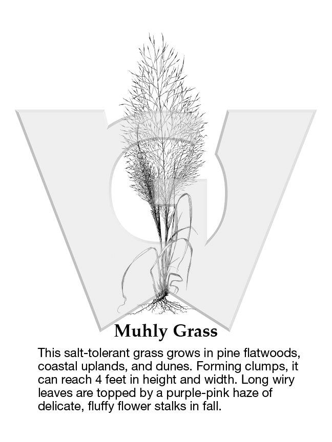 Muhly Grass