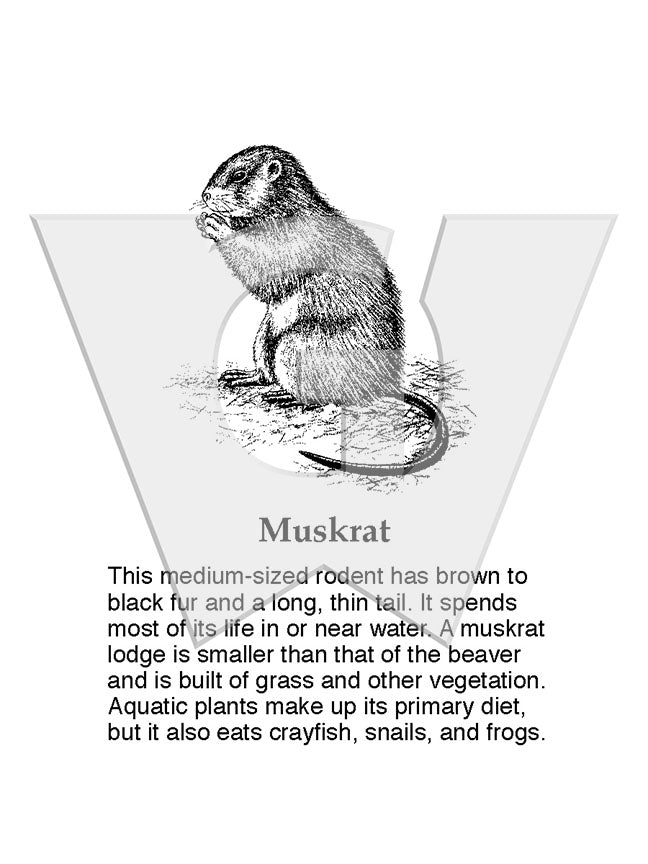 Muskrat Sticker Muskrat Sign – Wilderness Graphics, Inc.