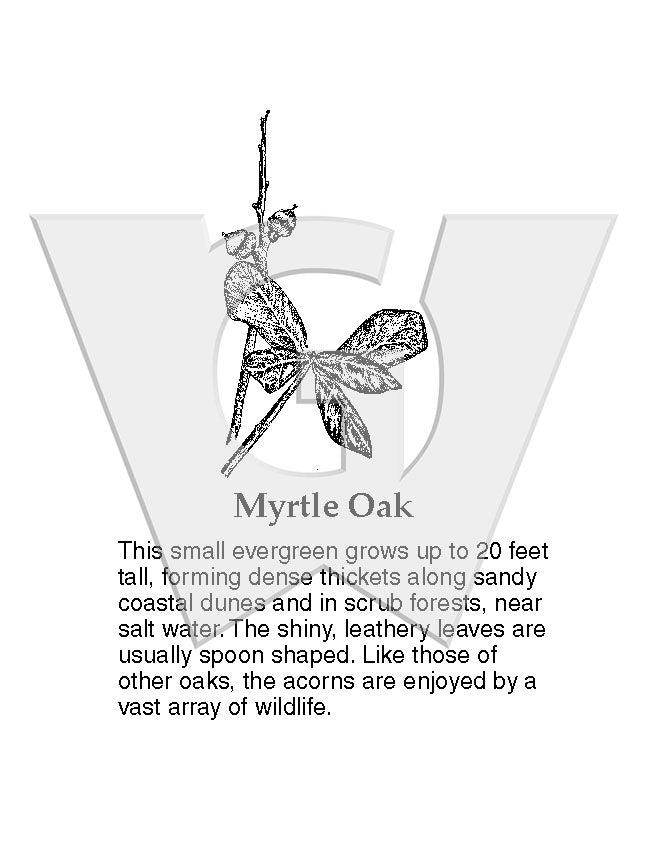 Myrtle Oak