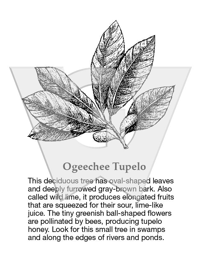 Ogeechee Tupelo