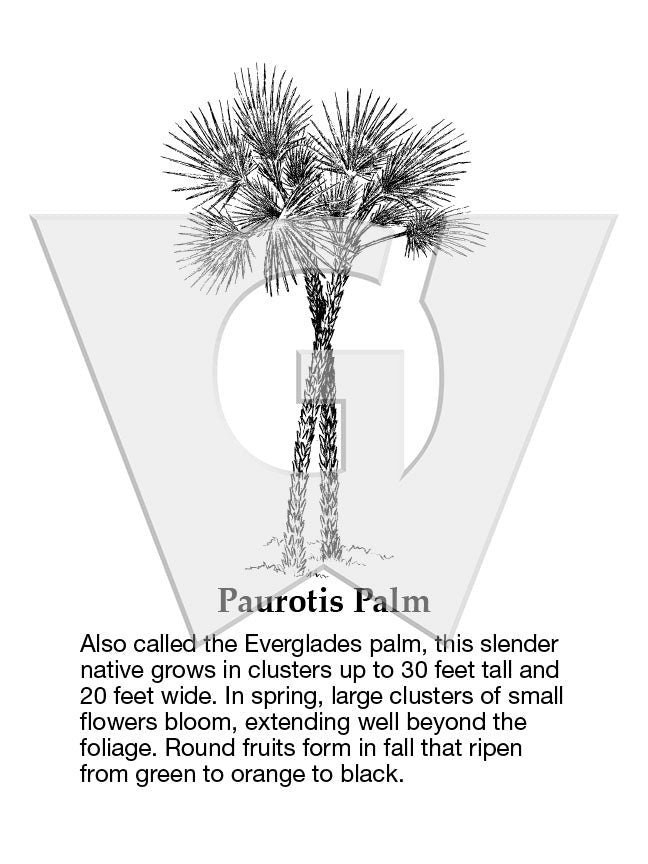 Paurotis Palm