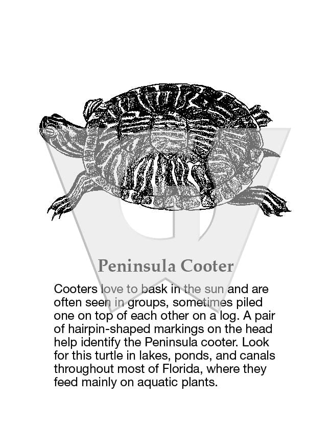 Peninsula Cooter – Wilderness Graphics, Inc.