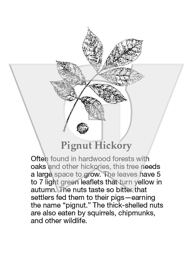 Pignut Hickory
