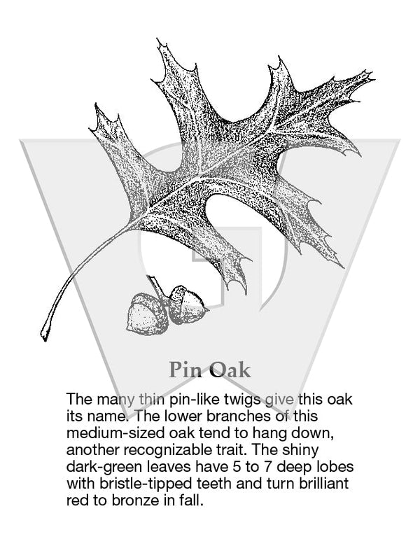 Pin Oak – Wilderness Graphics, Inc.