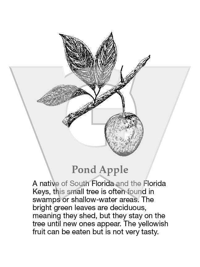 Pond Apple