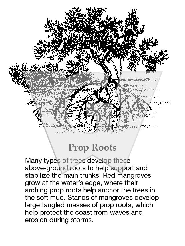 Prop Roots Diagram What Is Prop Rootfriends Please Tell About The What