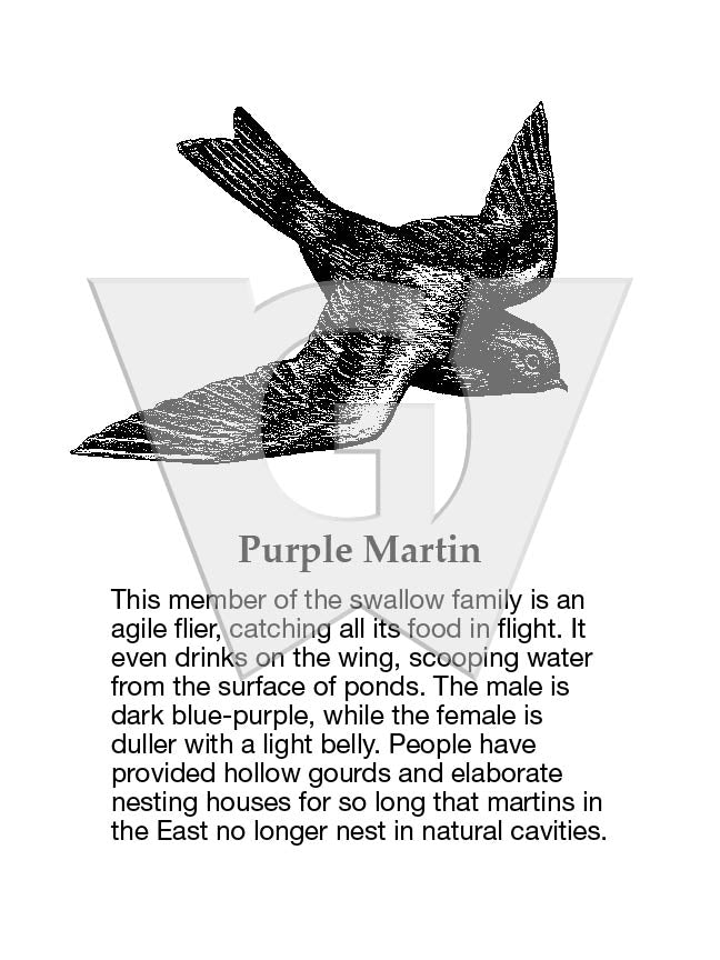 Purple Martin Sign – Wilderness Graphics, Inc.