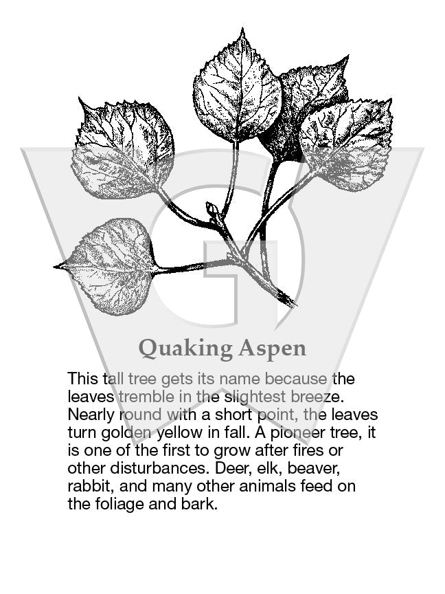 Quaking Aspen