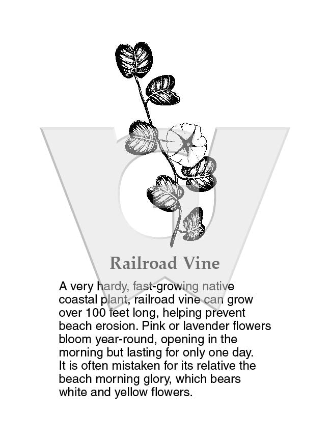 Railroad Vine